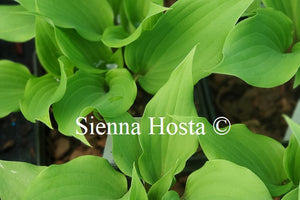 Hosta 'Over the Waves'