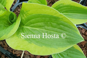 Hosta 'Li'l Abner'