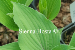 Hosta 'Jack Berry'