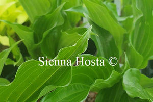 Hosta 'Get Nekkid'