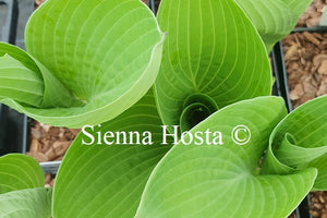 Hosta 'Cup of Joy'