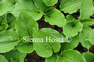 Hosta 'Celtic Bouquet'