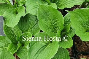 Hosta 'Celtic Bouquet'