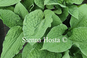 Hosta 'Crinkled Leather'