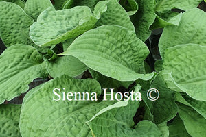 Hosta 'Crinkled Leather'