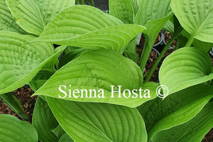 Hosta 'Chanticleer'