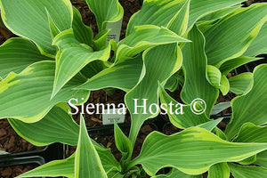 Hosta 'Dark Star'