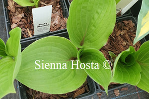 Hosta 'Dracula'