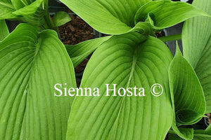 Hosta 'Devon Desire'