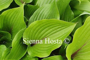 Hosta 'Almost'