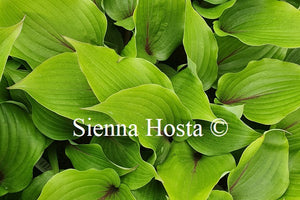 Hosta 'Almost'