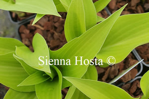 Hosta 'Anna Lindh'