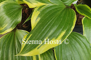 Hosta 'Proud Treasure'