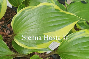 Hosta 'Proud Treasure'