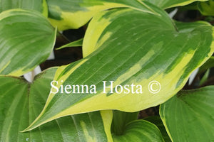 Hosta 'Proud Treasure'