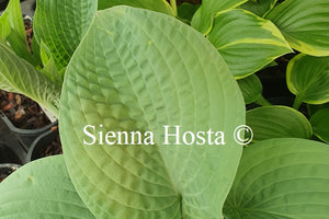 Hosta 'Sapphire Pillows'