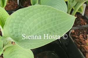 Hosta 'Sapphire Pillows'