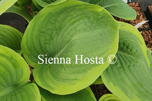 Hosta 'Rain Dancer'