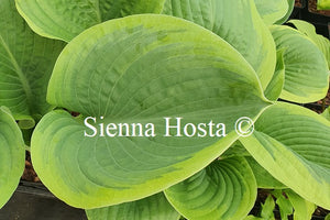 Hosta 'Rain Dancer'