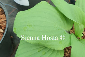 Hosta 'Chris' Darkest Purple'