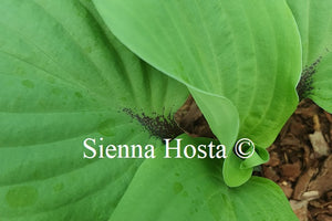 Hosta 'Chris' Darkest Purple'