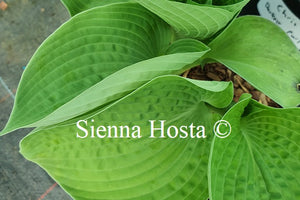 Hosta 'Cup of Joy'