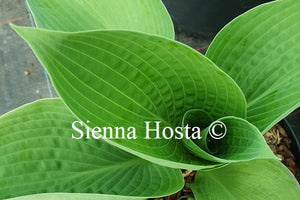 Hosta 'Cup of Joy'