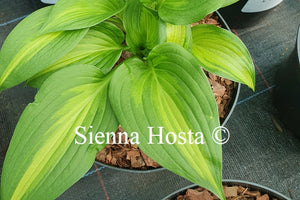 Hosta 'Happy Hour'