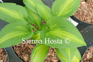 Hosta 'Happy Hour'