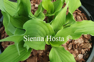 Hosta 'She's Got the Moves'
