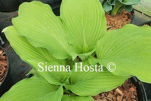 Hosta 'Journey's End'