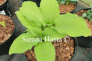 Hosta 'Journey's End'