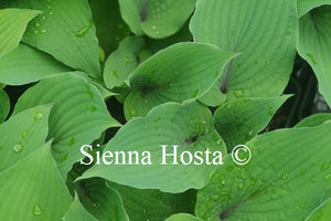 Hosta 'Jack Berry'