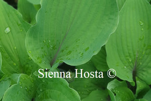 Hosta 'Jack Berry'