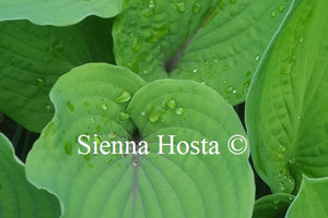 Hosta 'Jack Berry'