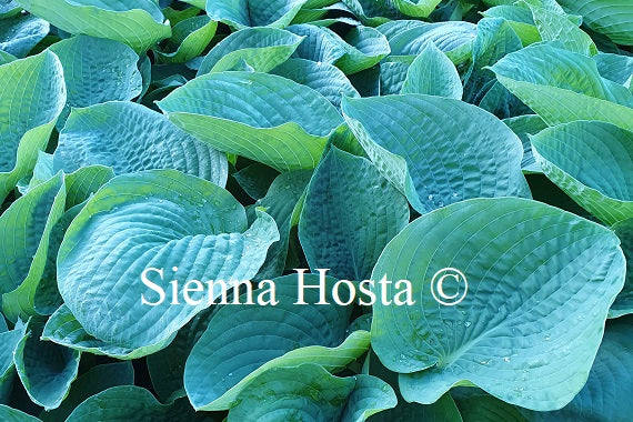 Hosta sieboldiana var. 'Elegans'