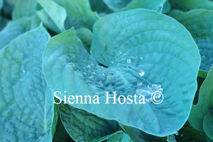 Hosta sieboldiana var. 'Elegans'