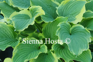 Hosta 'Spring Fling'