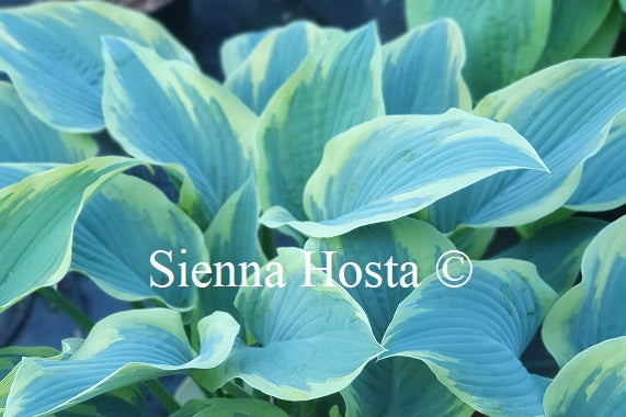 Hosta 'Rebel Heart'