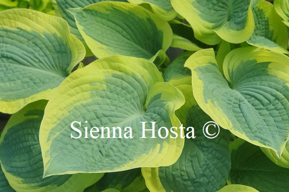 Hosta 'Mount Tom'