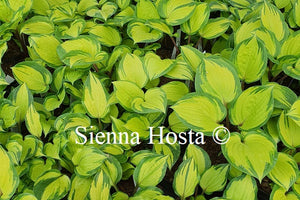 Hosta 'Volcano Island'