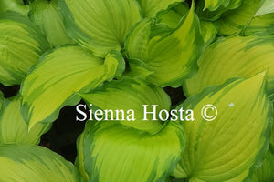 Hosta 'First Dance'