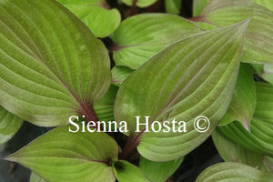 Hosta 'First Blush'