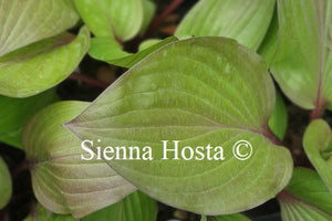 Hosta 'First Blush'