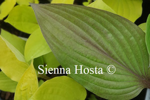 Hosta 'First Blush'