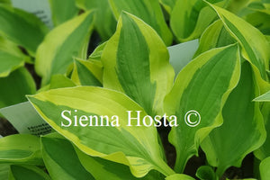 Hosta Crepe Suzette