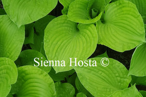 Hosta 'Erie Magic'