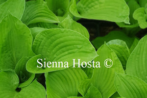 Hosta 'Erie Magic'