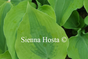 Hosta 'Goodness Gracious'