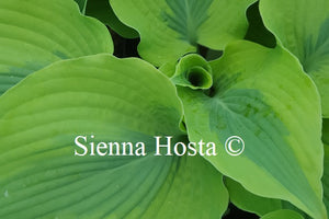 Hosta 'Goodness Gracious'